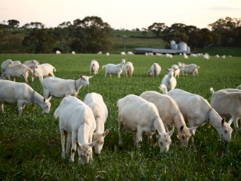 Dairy Goat Herd for Sale