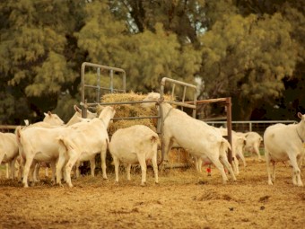 Dairy Goat Herd for Sale