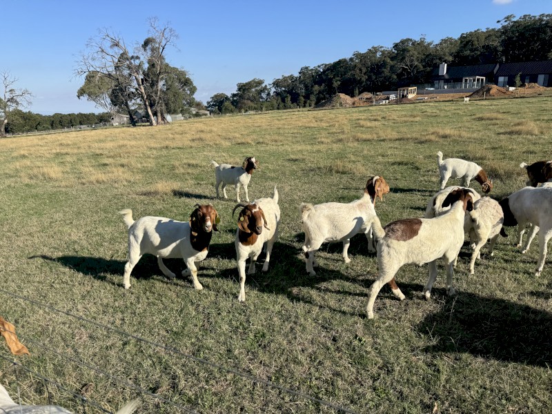 Quality Full Blood Boer Goats