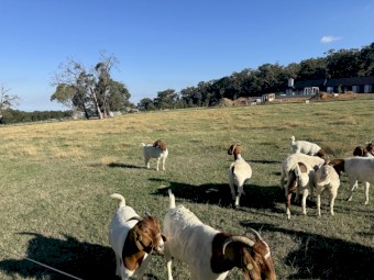 Quality Full Blood Boer Goats