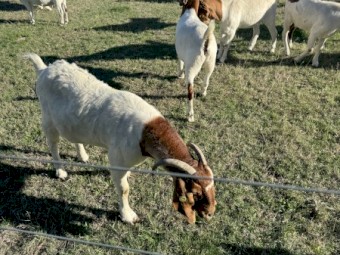 Quality Full Blood Boer Goats