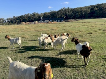 Quality Full Blood Boer Goats