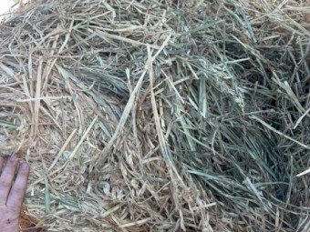 200 x Oaten Hay Rolls