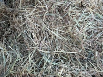 200 x Oaten Hay Rolls