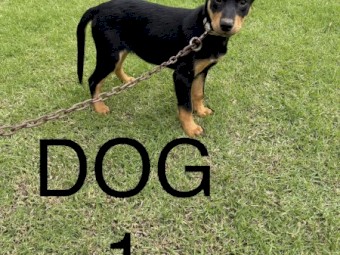 Kelpie Pups - Both Parents Stud Dogs