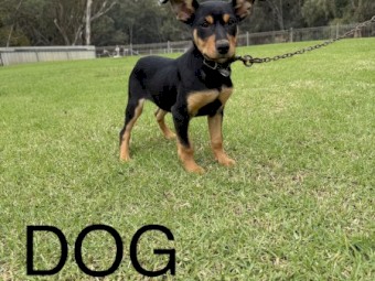 Kelpie Pups - Both Parents Stud Dogs