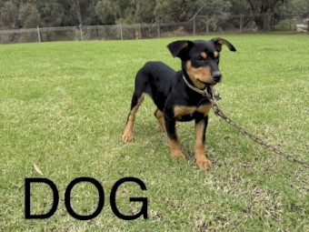 Both parents stud dogs