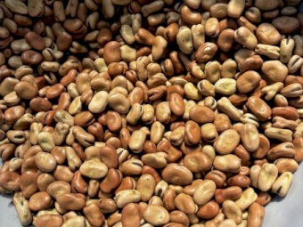 4mt Faba Beans