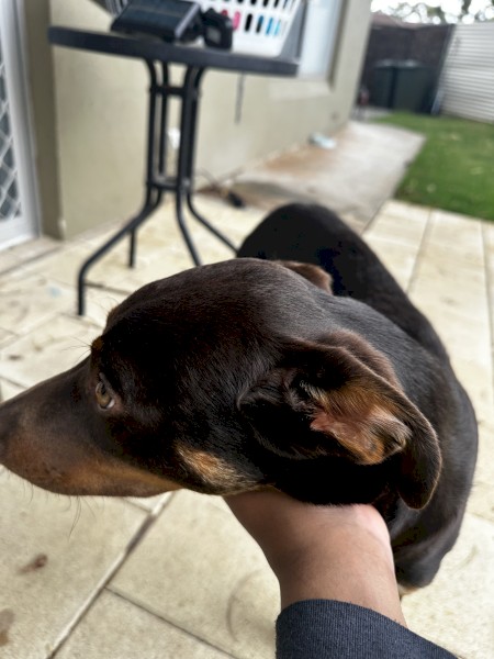 Australian Kelpie - Young, Healthy - Looking for a new home 