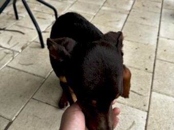 Australian Kelpie - Young, Healthy - Looking for a new home 