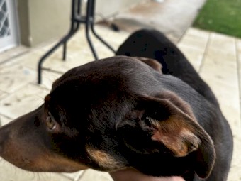 Australian Kelpie - Young, Healthy - Looking for a new home 