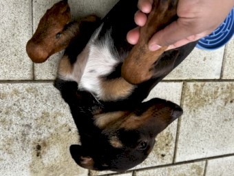 Australian Kelpie - Young, Healthy - Looking for a new home 