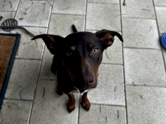 Australian Kelpie - Young, Healthy - Looking for a new home 