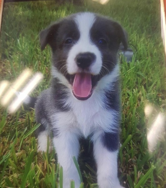 WANTED Border Collie / Kelpie