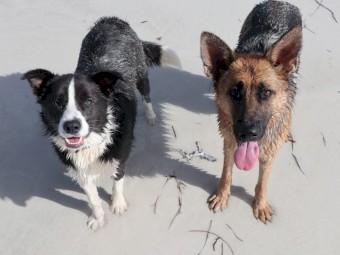 WANTED Border Collie / Kelpie