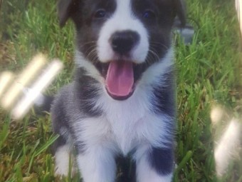 WANTED Border Collie / Kelpie