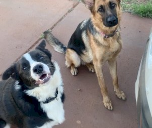 WANTED Border Collie / Kelpie