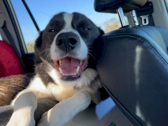 WANTED Border Collie / Kelpie