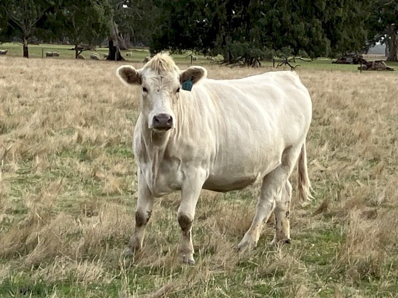 6 PTIC cows to calve September October