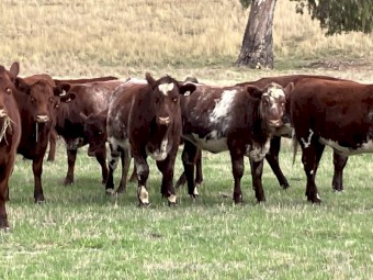 6 PTIC cows to calve September October
