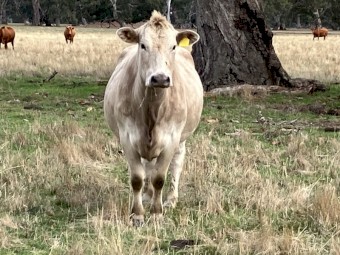 6 PTIC cows to calve September October
