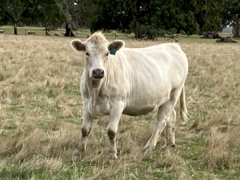 6 PTIC cows to calve September October