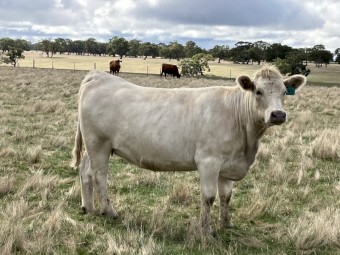 6 PTIC cows to calve September October