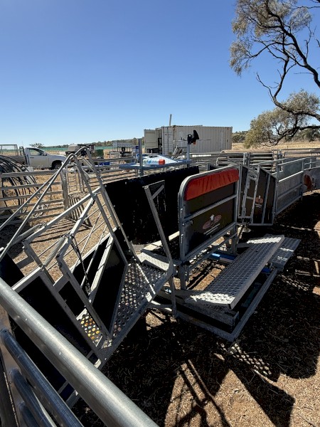 Sheep handler COMBI clamp & yards