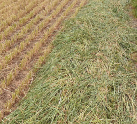 82mt Oaten Hay 590kg 8x4x3 Bales