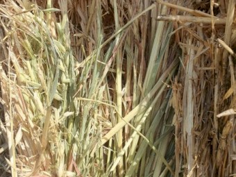 82mt Oaten Hay 590kg 8x4x3 Bales