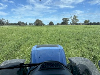 Clover Ryegrass hay