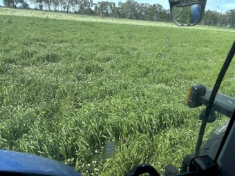 500mt Clover Ryegrass Hay 8x4x3 Bales