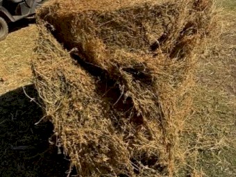 Horse Quality 4x4 Prime Lucerne with a  flick of grass