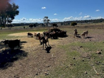 4x4 Shedded Beardless Barley- large heavy bales