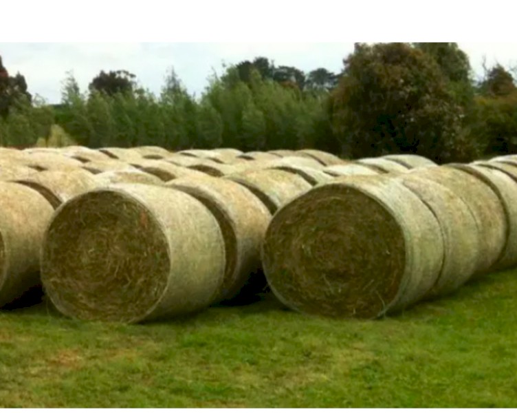 Round/Squares Wanted. Type neg. 