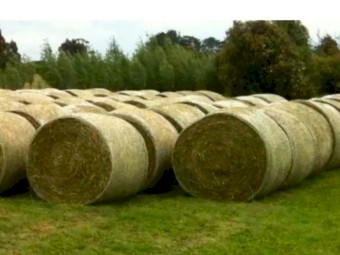 Round/Squares Wanted. Type neg. 