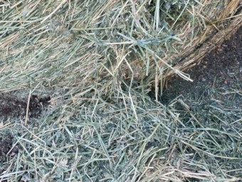 80 x Lucerne Hay 460kg 5x4 Round Bales