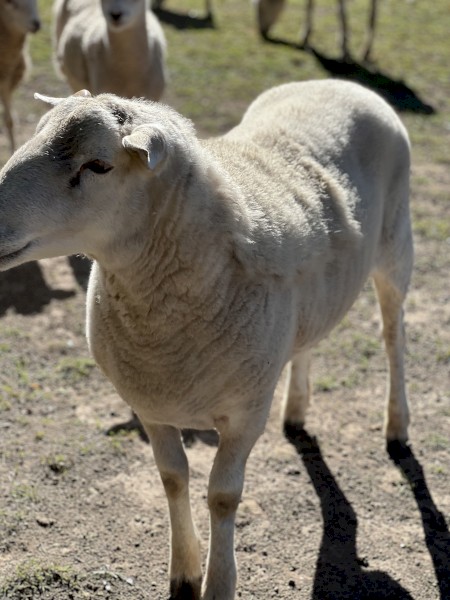 Ram Aussie White 