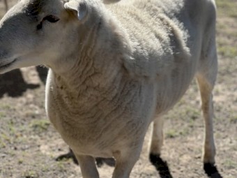Ram Aussie White 