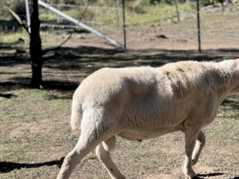 Ram Aussie White 