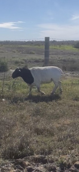 Dorper Ram