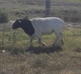 Dorper Ram