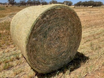 Wheaten Hay 4x4 Round Bales