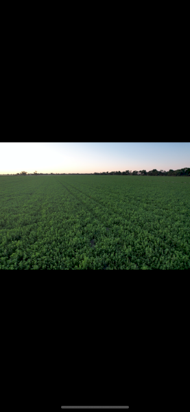 400mt Lucerne Rye Grass Hay 8x4x3 Bales