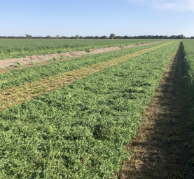 400mt Lucerne Rye Grass Hay 8x4x3 Bales