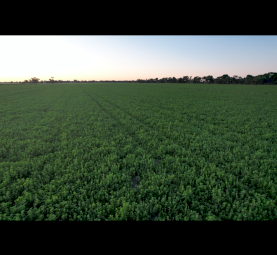 2 nd cut Lucerne rye grass