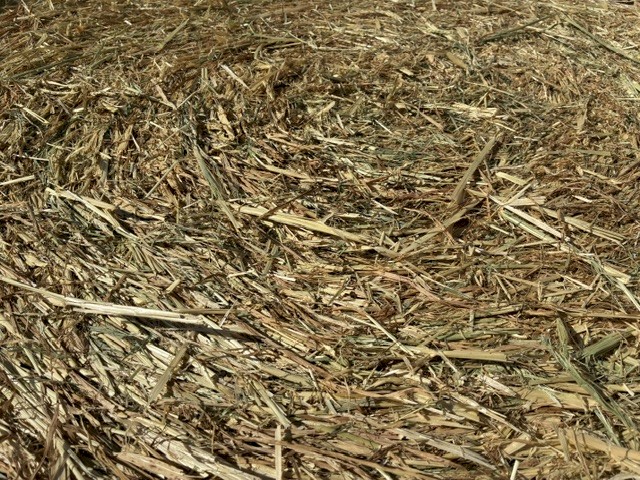 4x4 Shedded Beardless Barley- large heavy bales