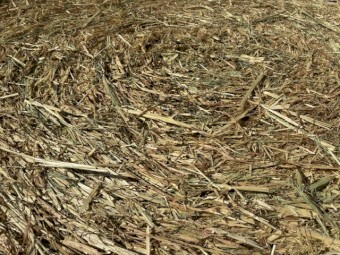 4x4 Shedded Beardless Barley- large heavy bales