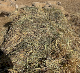 500mt Oaten Hay 5x4 Rolls