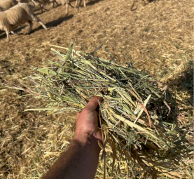 500mt Oaten Hay 5x4 Rolls